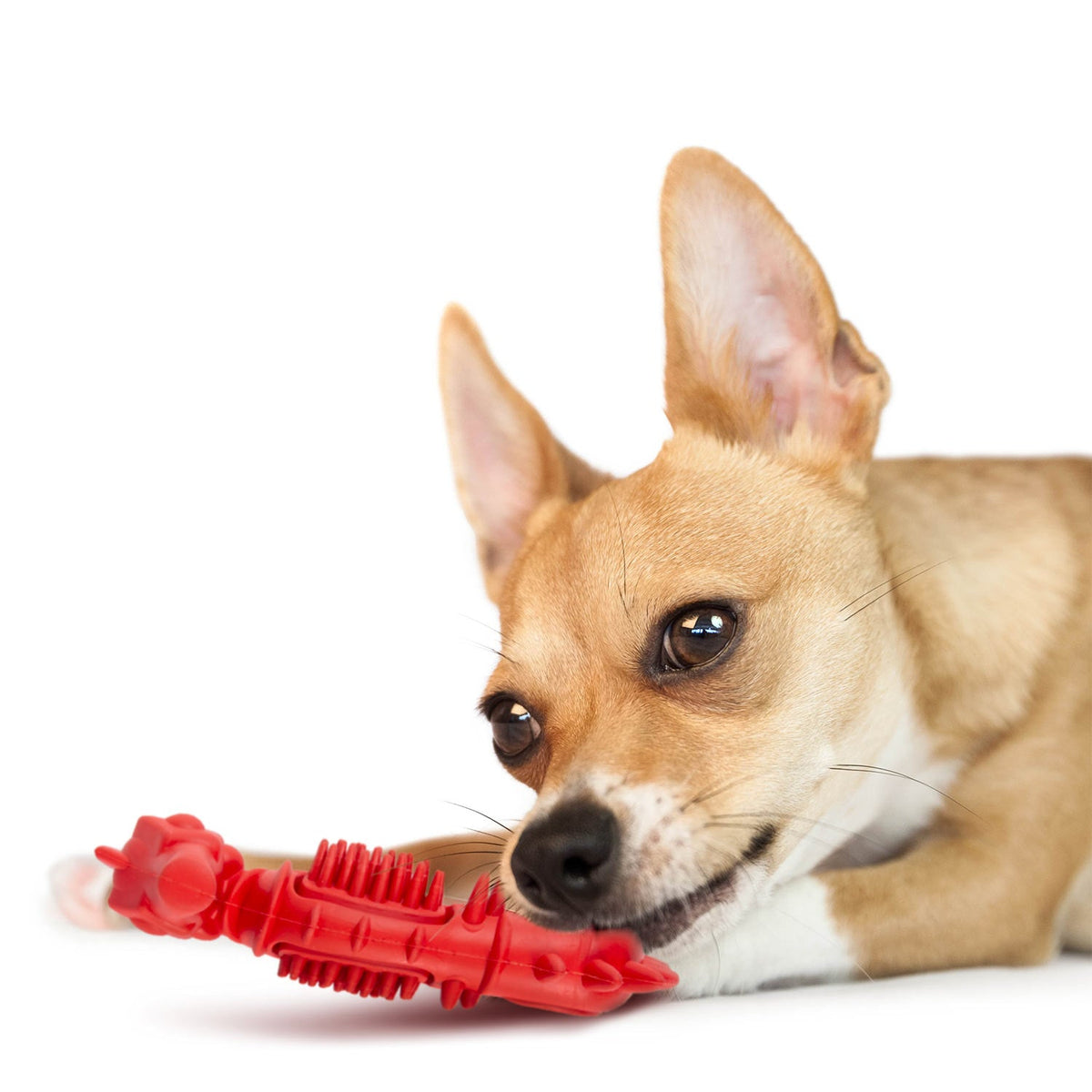 Jeffers Red Seahorse Natural Rubber Dog Chew Toy with Vanilla Scent and Textured Ridges for Dental Health